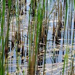 Typha angustifolia 葉