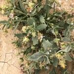 Launaea angustifolia Blodyn