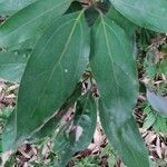 Neolitsea sericea Leaf