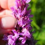 Dactylorhiza incarnata Fiore