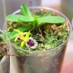 Haraella retrocalla Hoja