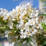 Buddleja asiatica Flower