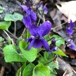 Viola odorataFlower