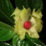 Drymonia pilifera Fruit