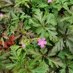 Geranium purpureum पत्ता