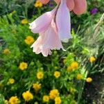 Dierama pulcherrimum Floro