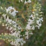 Aloysia gratissima Flor