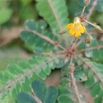 Biophytum sensitivumFlor