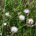 Lactuca tatarica Φρούτο