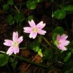 Claytonia sibirica Blüte