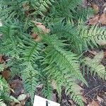 Polystichum luctuosum Folha