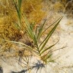 Distichlis spicata Leaf