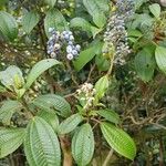 Miconia tonduzii Deilen