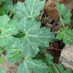 Cissus trifoliata Hoja