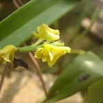 Polystachya nyanzensis Flower