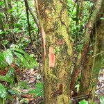 Antidesma laciniatum Кора