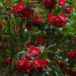 Rhododendron cerasinum Alia