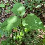 Trillium undulatum برگ