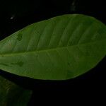 Tovomita longifolia Fulla