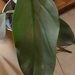 Philodendron hastatum Hoja