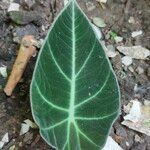 Alocasia reginula Hoja