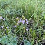 Cardamine pratensisFlower