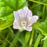 Malva neglectaKwiat