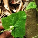 Mukia maderaspatana Leaf