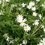 Stellaria holosteaFlower