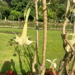 Brugmansia suaveolensᱥᱟᱠᱟᱢ