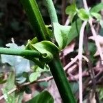 Uncaria macrophylla Muu