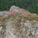 Penstemon rupicola Hábito