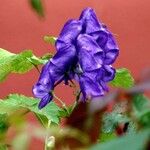 Aconitum variegatum फूल