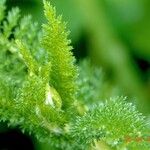 Achillea nobilis Buveinė