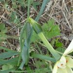 Narcissus poeticus Bark