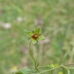 Potentilla erecta Fruto