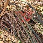Aloe amudatensis Flor