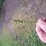 Carex vulpinoidea Flower