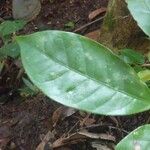 Chrysophyllum sparsiflorum 葉