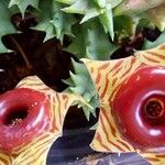 Huernia zebrina പുഷ്പം