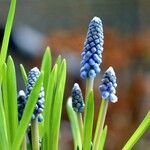 Muscari botryoides Hábito