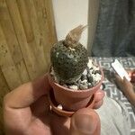 Frailea phaeodisca Hoja