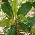 Magnolia virginiana Lehti