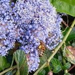 Ceanothus thyrsiflorus Flower