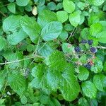 Rubus insolatus