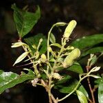 Hirtella triandra Плод