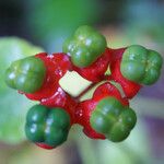 Clerodendrum buchananii Fruto