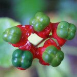 Clerodendrum buchananii Frukt