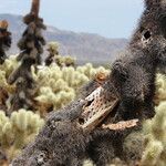 Cylindropuntia bigelovii Kôra