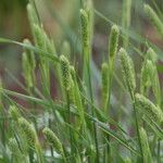 Phalaris aquatica Fiore